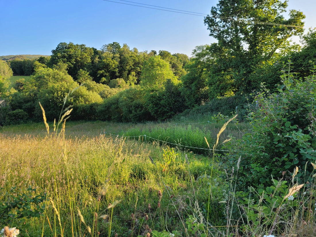 A Quick and Honest Guide to Growing Willow