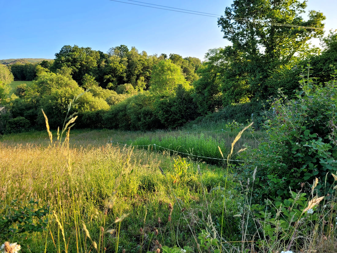 The Green Marvel: Why Willow Is a Sustainable Material