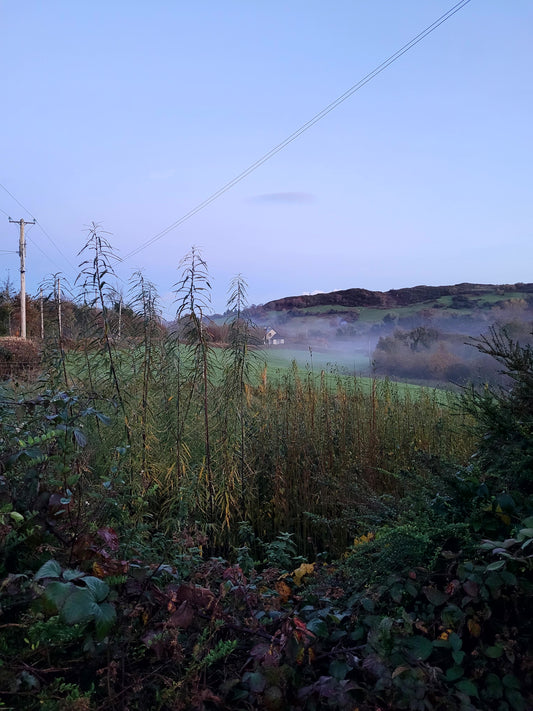 A misty field of willow